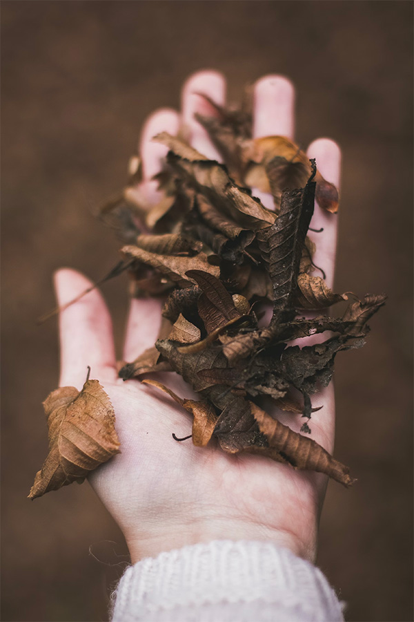A handful of leaves for mulching