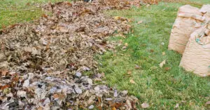 Mulching vs. Leaf Removal - Featured Blog Image